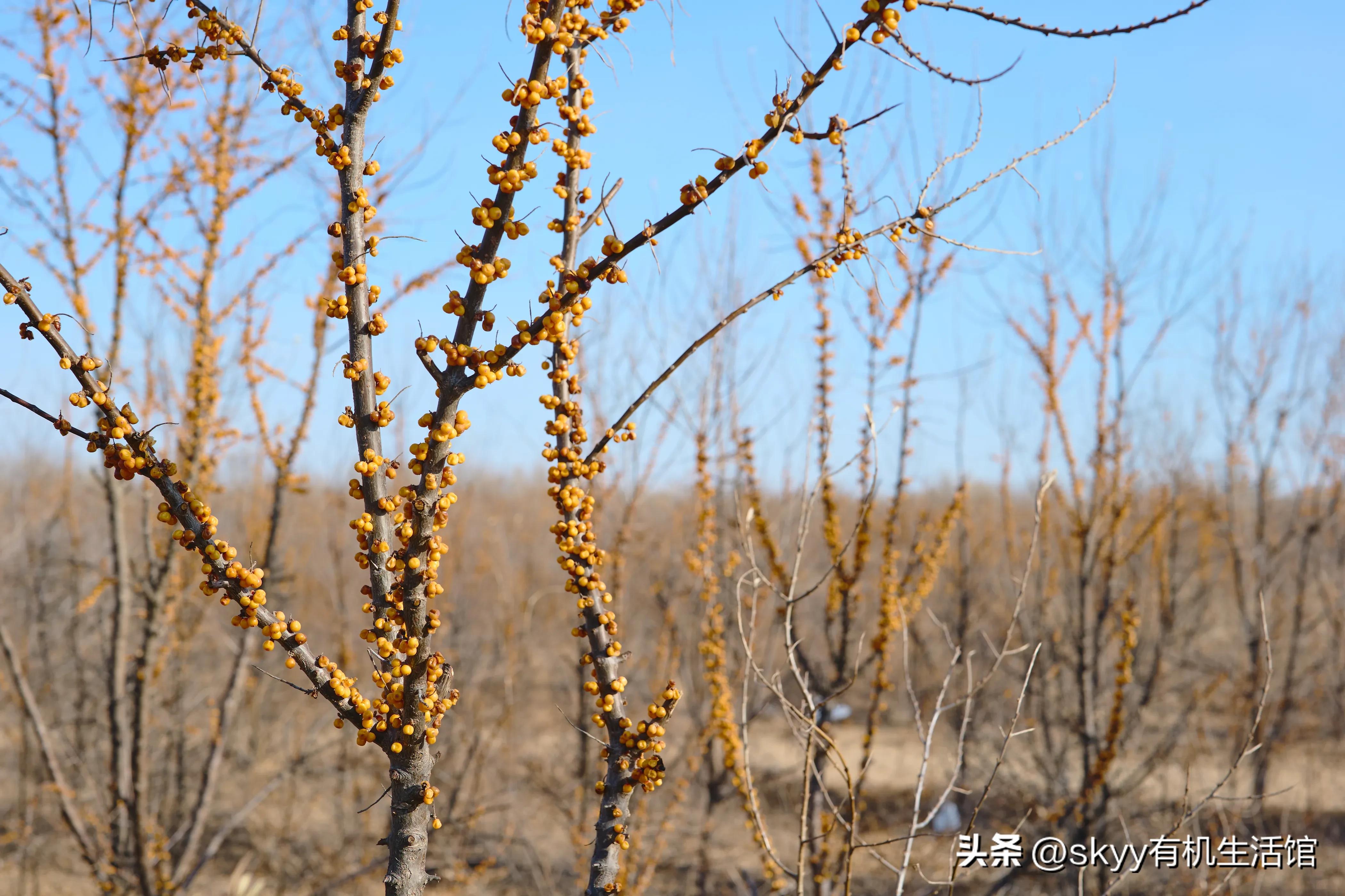 有机沙棘原浆多少钱,有机沙棘原浆推荐哪家