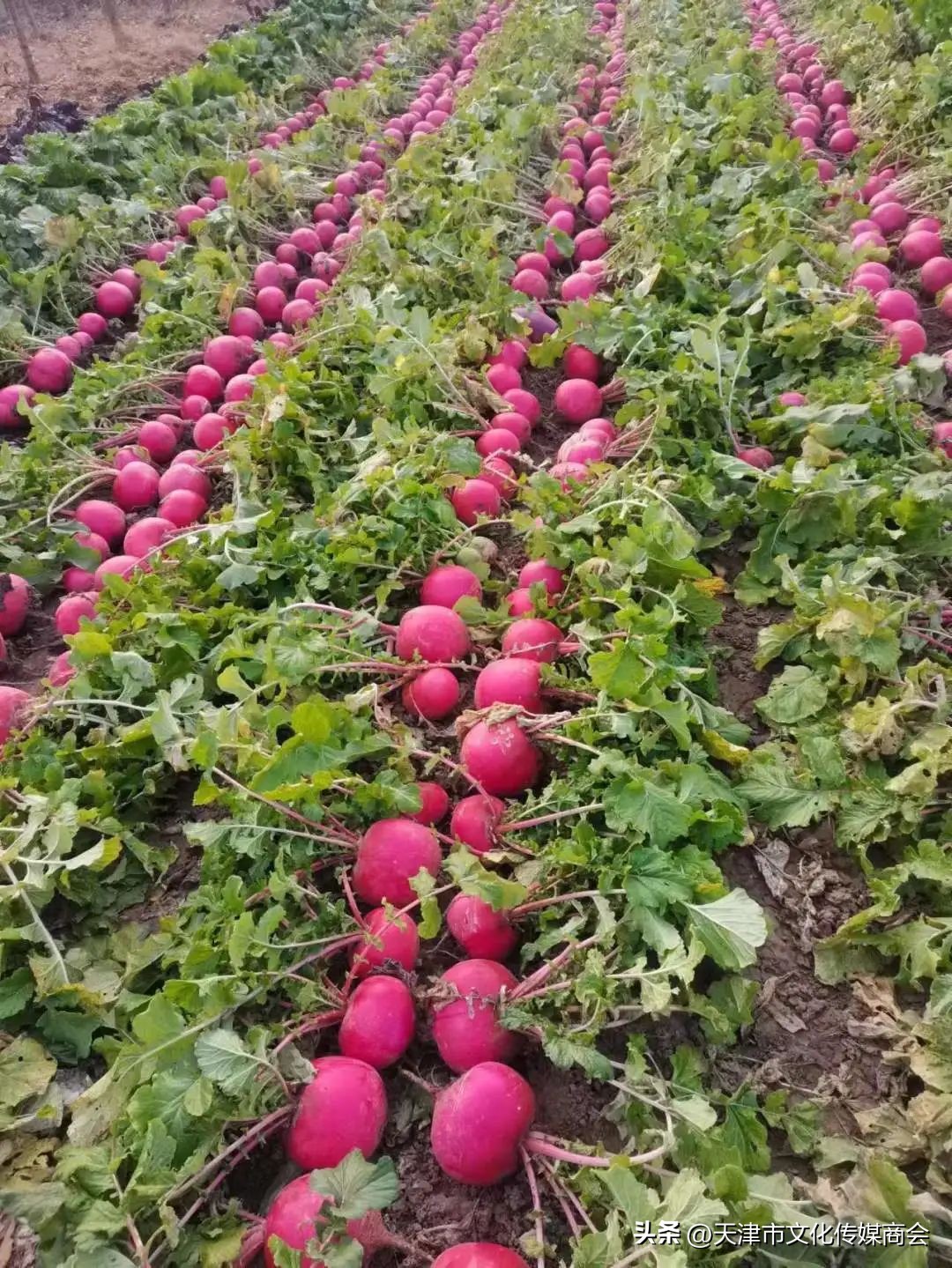 打造农特产品线上销售平台,蓟州农产品销售平台