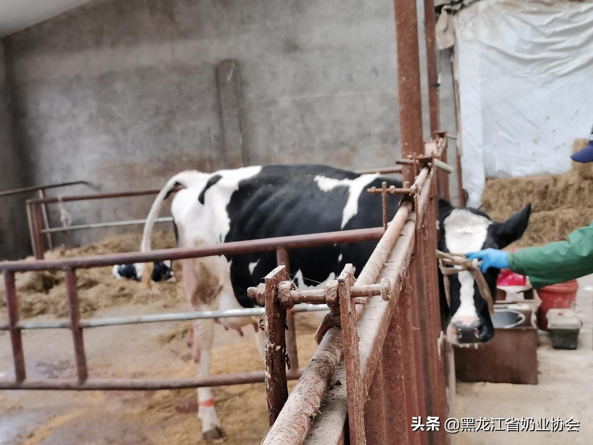 母牛胎衣不下怎么预防和治疗,奶牛胎衣不下来怎么处理