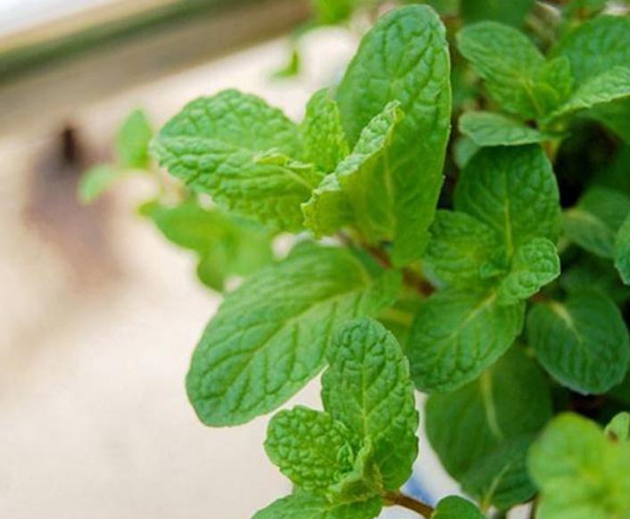 具有清热效果的药材薄荷,薄荷有清热降火的作用吗