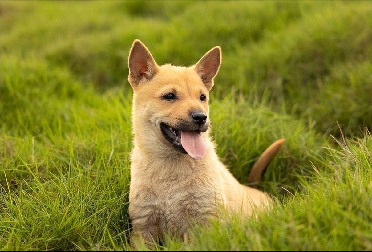 狗有这几种动作说明主人有福,一只狗有这几种行为说明智商很低