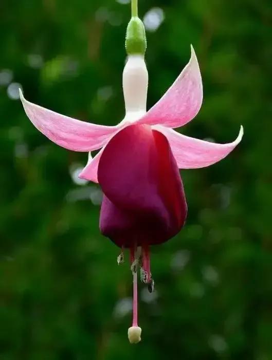 倒挂金钟花图片大赏,开单放鞭炮庆祝图片图文