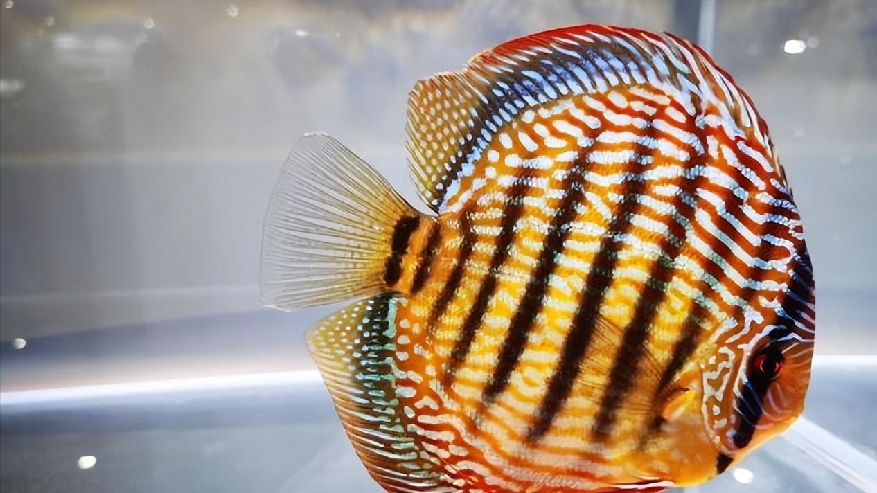 七彩神仙鱼繁殖期间可以喂食吗,七彩神仙鱼繁殖卵需要下什么药