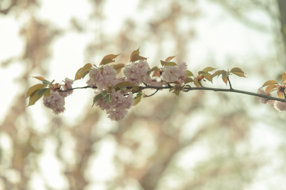晚春十大绝美诗句,10首晚春诗词
