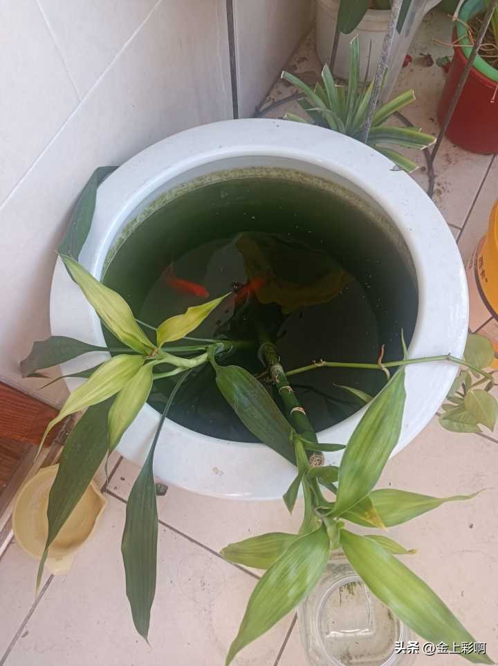 鱼缸水黄绿色但是很清澈,如何养金鱼让鱼缸水清澈