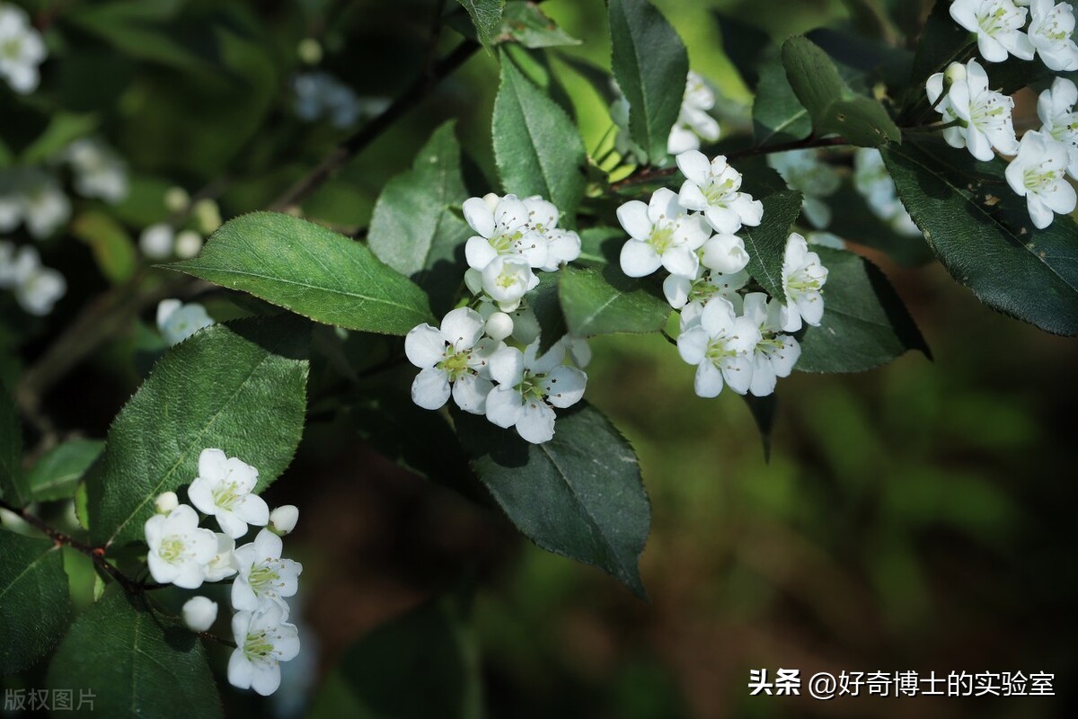 为什么石楠花那么臭还要种,石楠花那么臭为什么还种那么多