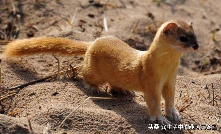 黄鼠狼迷信的说为什么不能杀,黄鼠狼不能杀的真实原因