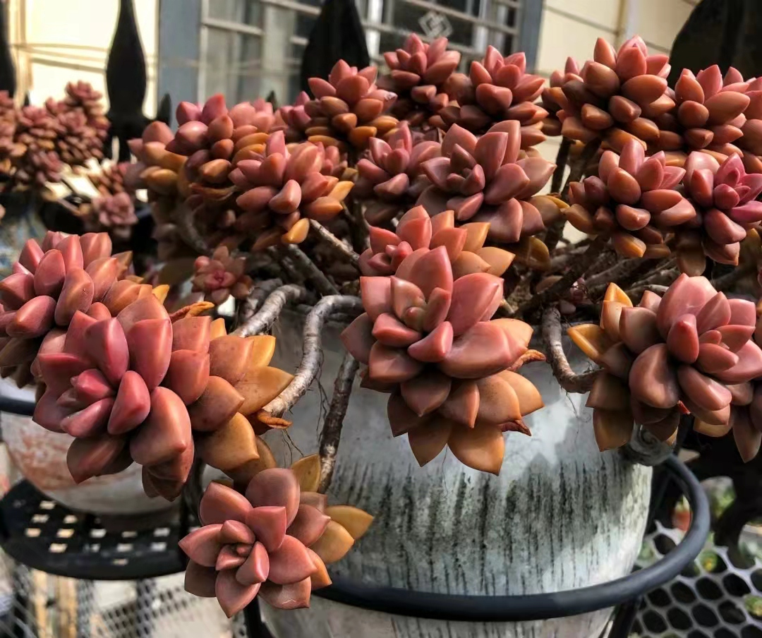 白凤大老桩多肉状态图,容易养成悬崖桩的多肉品种