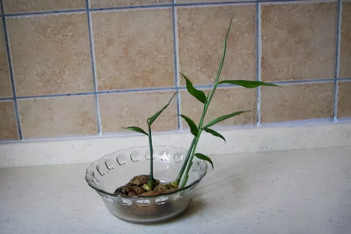 家庭盆栽生姜的种植方法,盆栽生姜种植时间和步骤