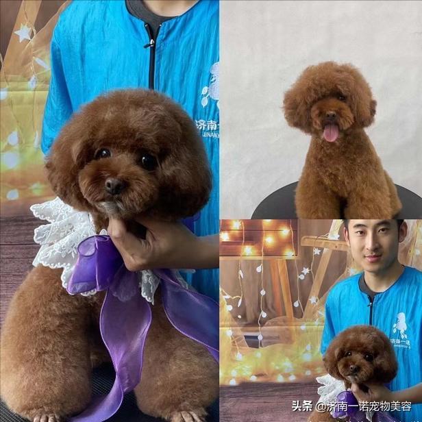 想学宠物美容洗护师,想学宠物美容入行建议