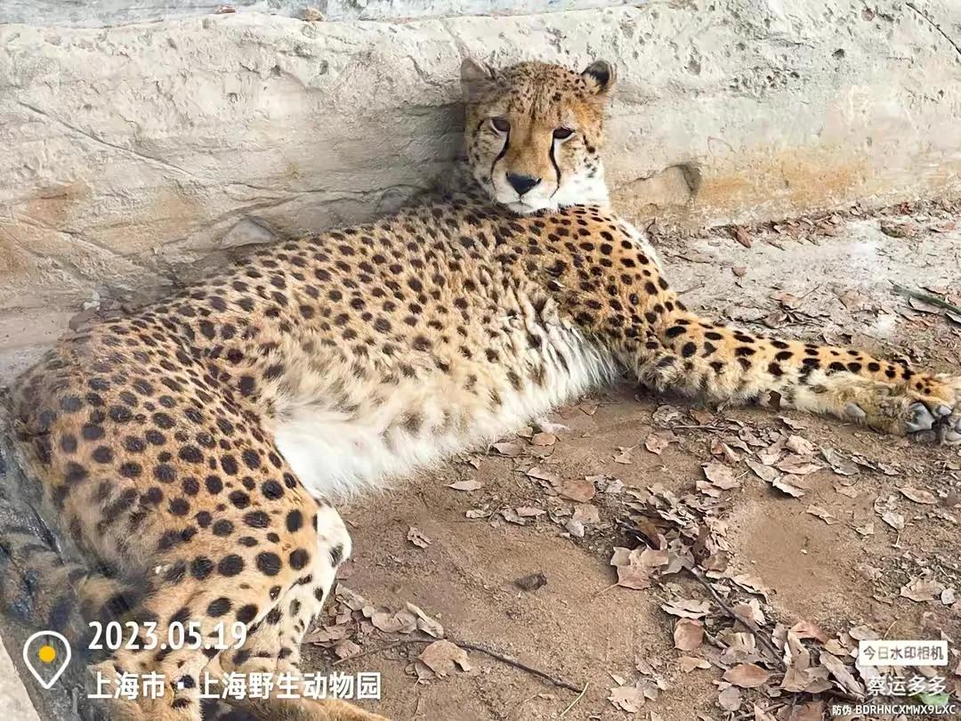 上海野生动物园和上海动物园,上海野生动物园过年营业时间