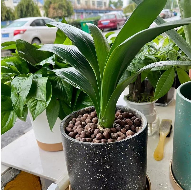 君子兰最基本的养法,一年的时间就能把君子兰养的很好