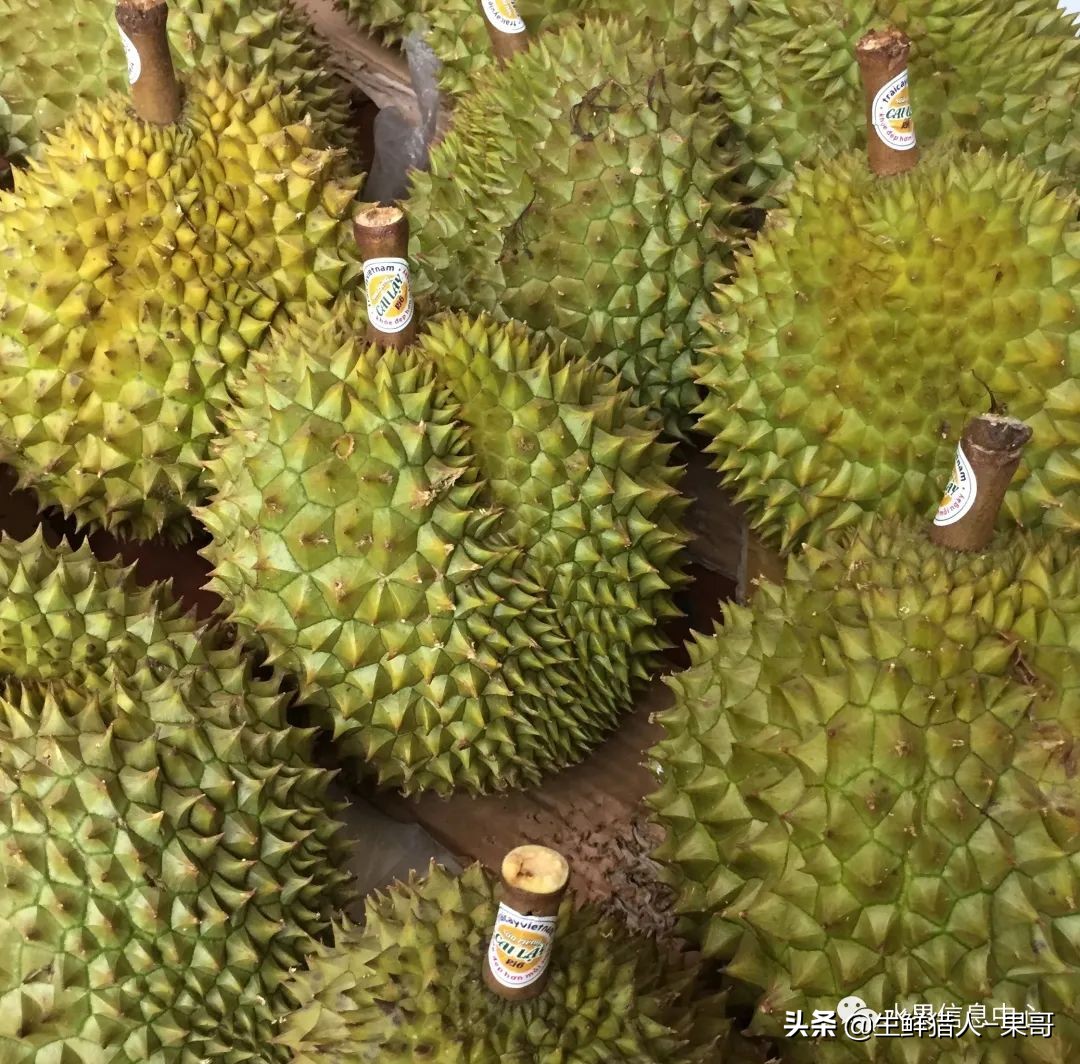 越南产地榴莲最新价格,越南榴莲品种视频
