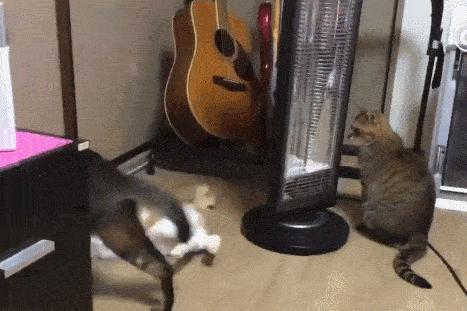 猫核酸检测有必要做吗,猫做核酸粤语视频