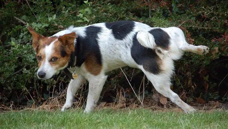 狗狗尿黄是什么原因分析,狗狗尿黄是什么原因引起的