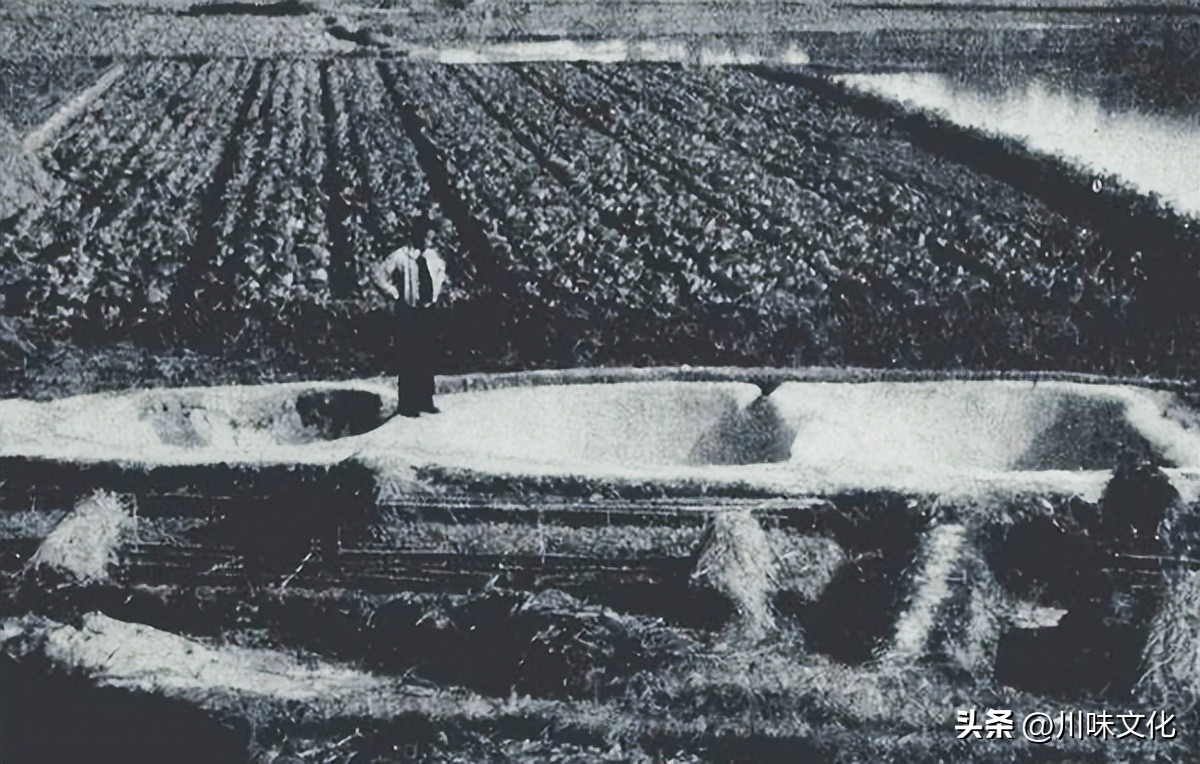 川猪变种记（中）转折