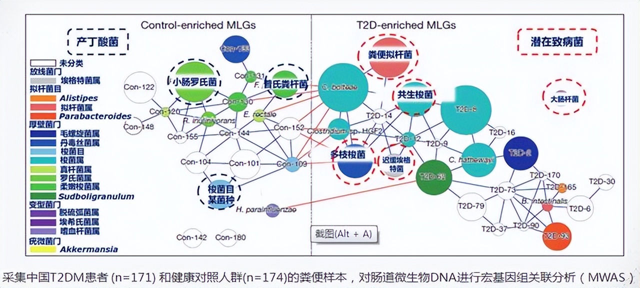肠道菌群对糖尿病的影响,肠道有益菌对糖尿病的影响