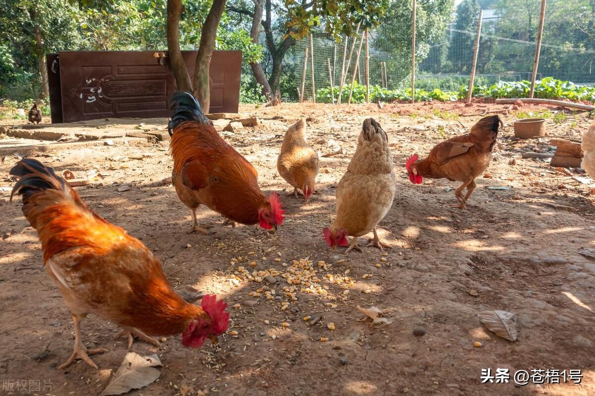 养鸡人最害怕什么,现在养鸡遇到的问题