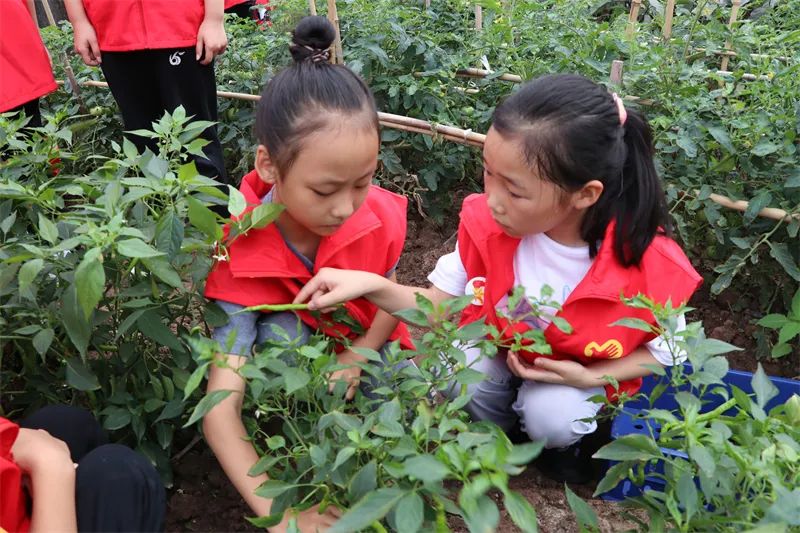 「重庆市六十五中学」劳动砺心志，实践促成长