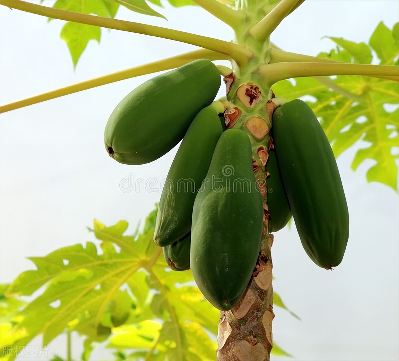 尼日尔见闻,尼日利亚的风土人情