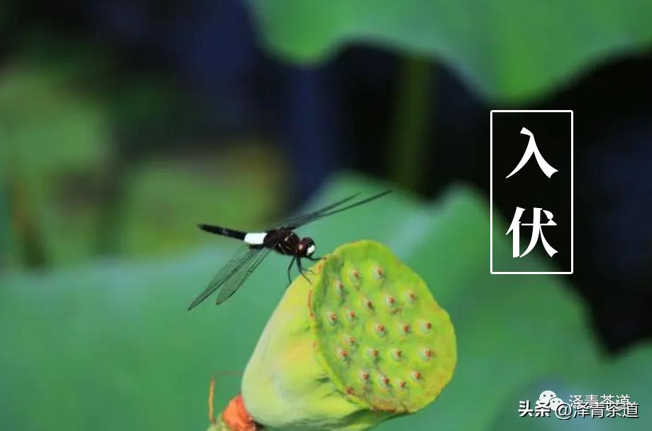 三伏天一定要知道的健康小知识,三伏天健康攻略