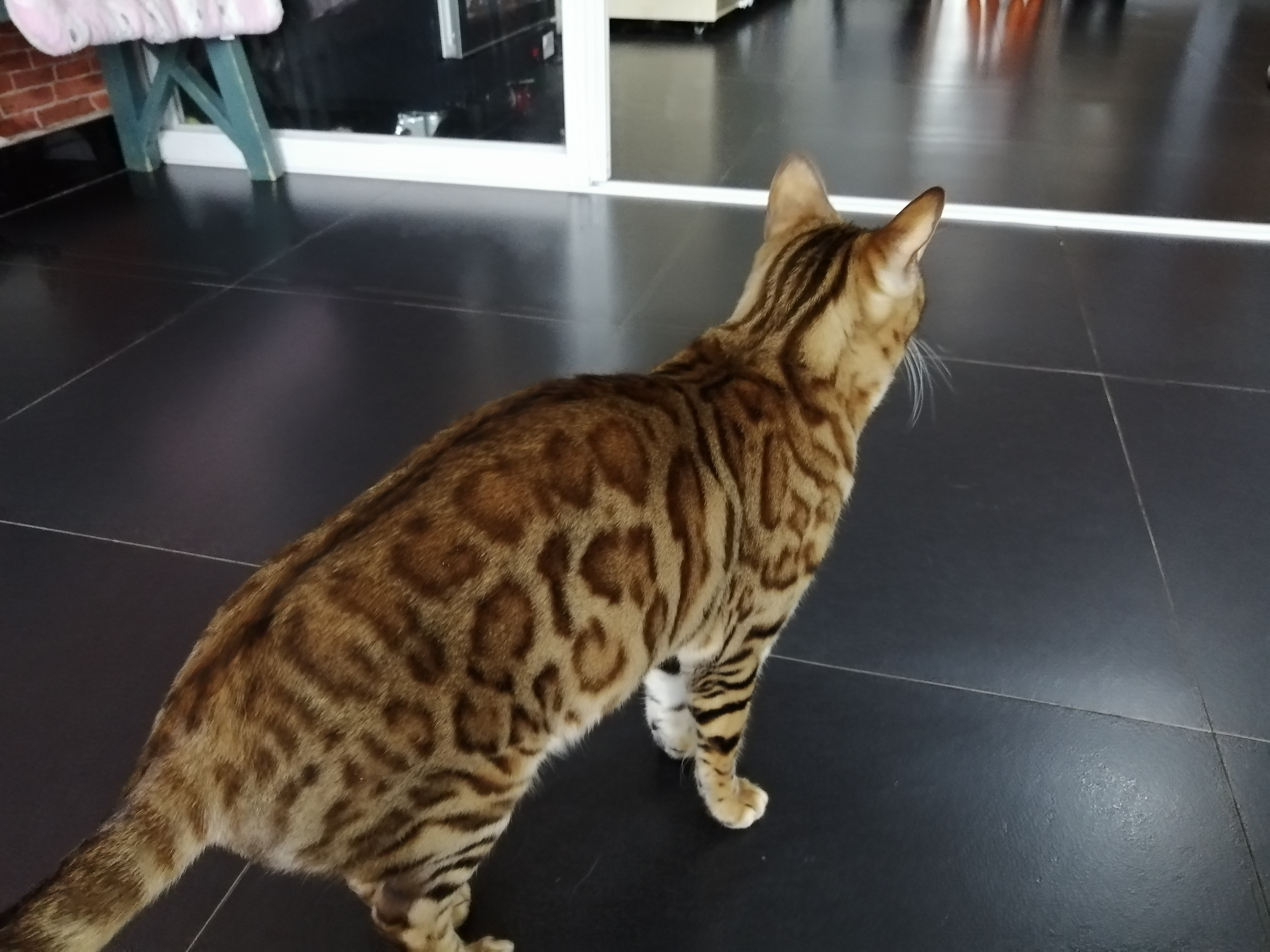 如何养好一只小猫咪,如何养出一只不挑食的小猫咪