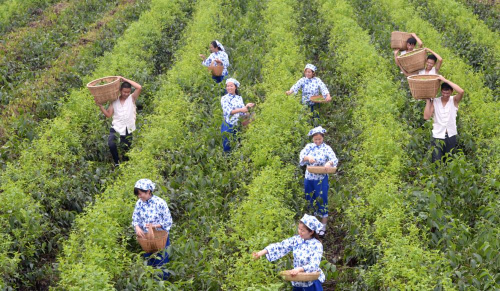 广东老板出资2万种植年入50万,广东老板白手起家全靠自己挣钱