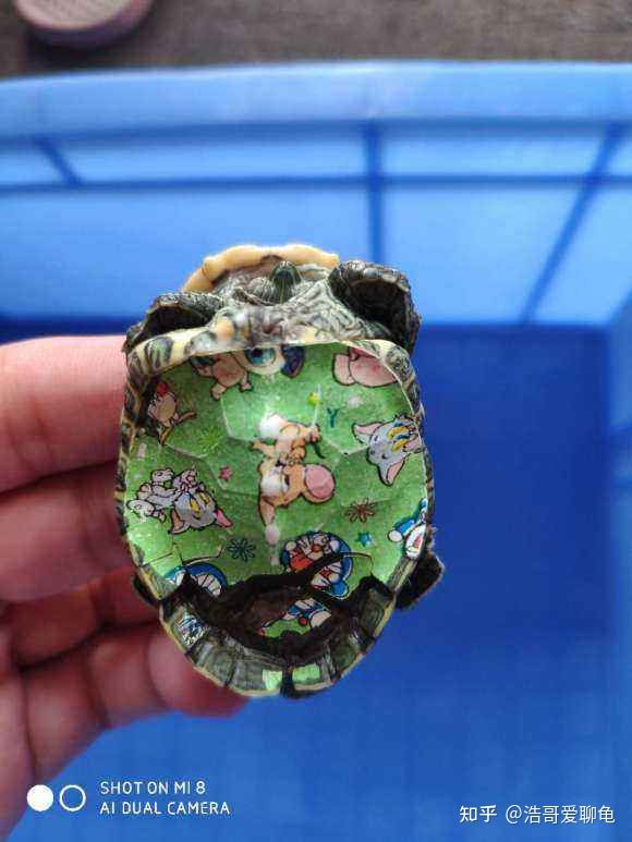 养龟活动心得,草龟新手技巧