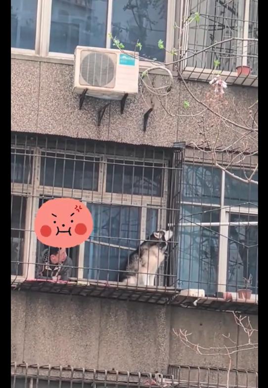 狗狗的脾气性格会随主人吗,狗狗脾气性格好是有足够的爱吗