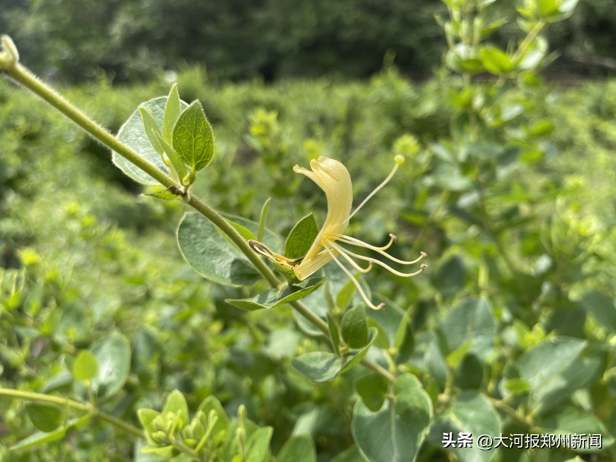 新密伏羲山赏花节,新密伏羲山花海节