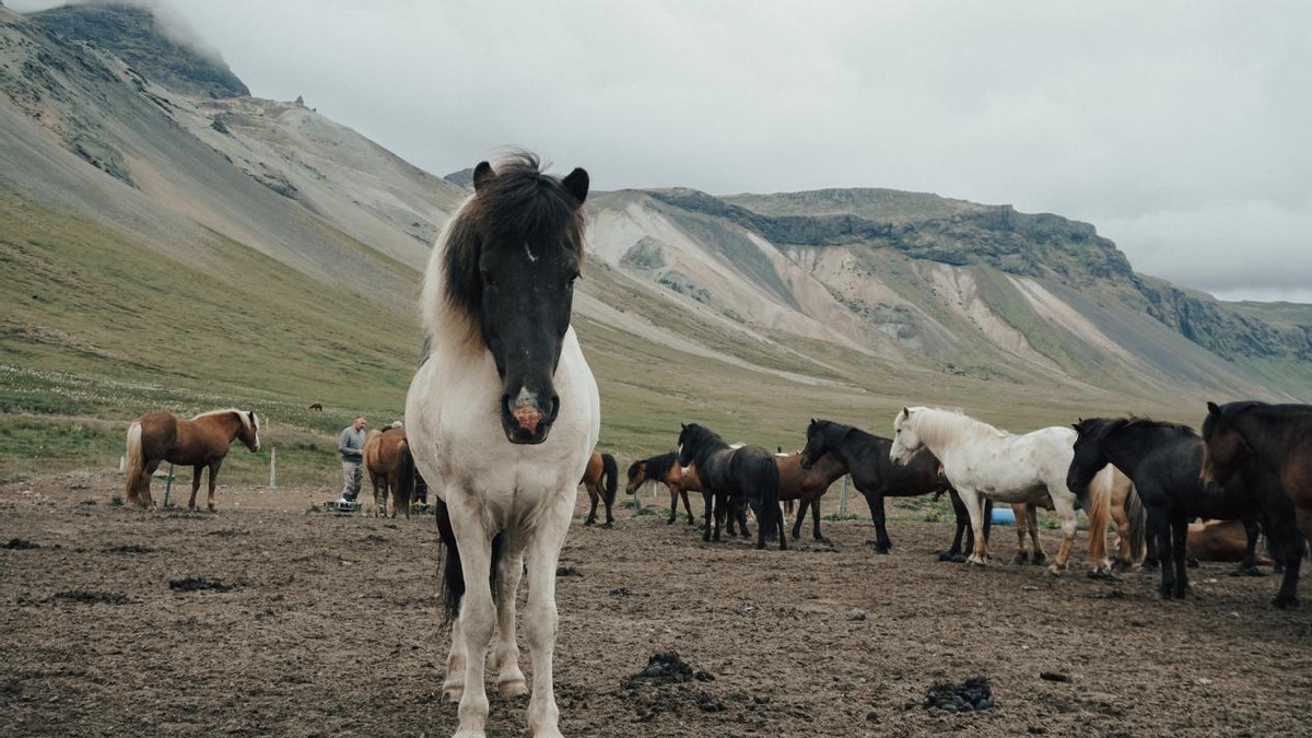大揭秘为啥不吃马肉,马肉营养丰富为何中国人都不吃