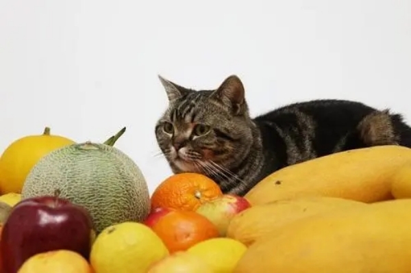 猫咪不能吃的花有哪些,猫咪不能吃的水果