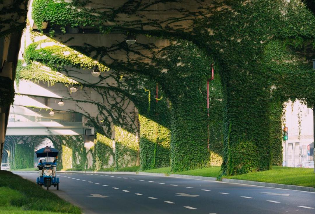 什么能阻止爬山虎生长,爬山虎是不是外来入侵物种