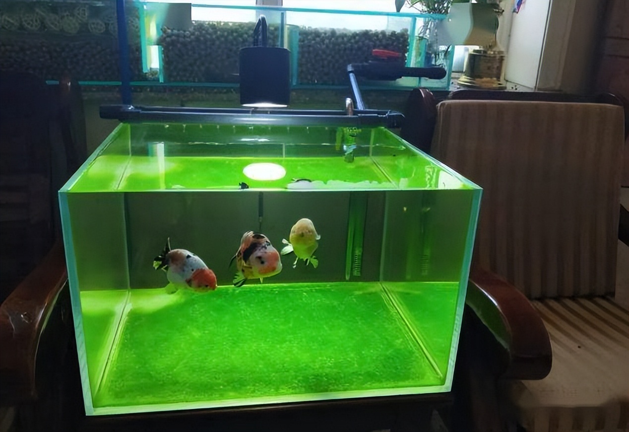 鱼缸玻璃长青苔怎么回事,鱼缸玻璃上长绿苔是怎么回事