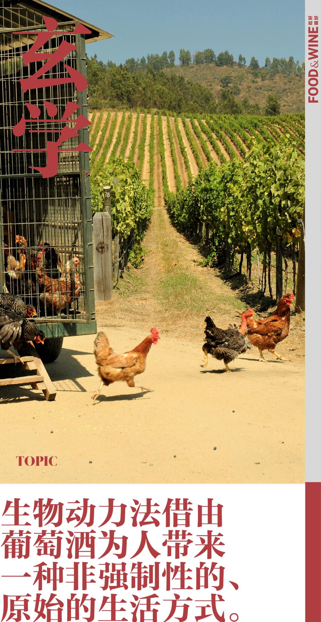 为什么喜事都要看黄历,喝白茶看黄历