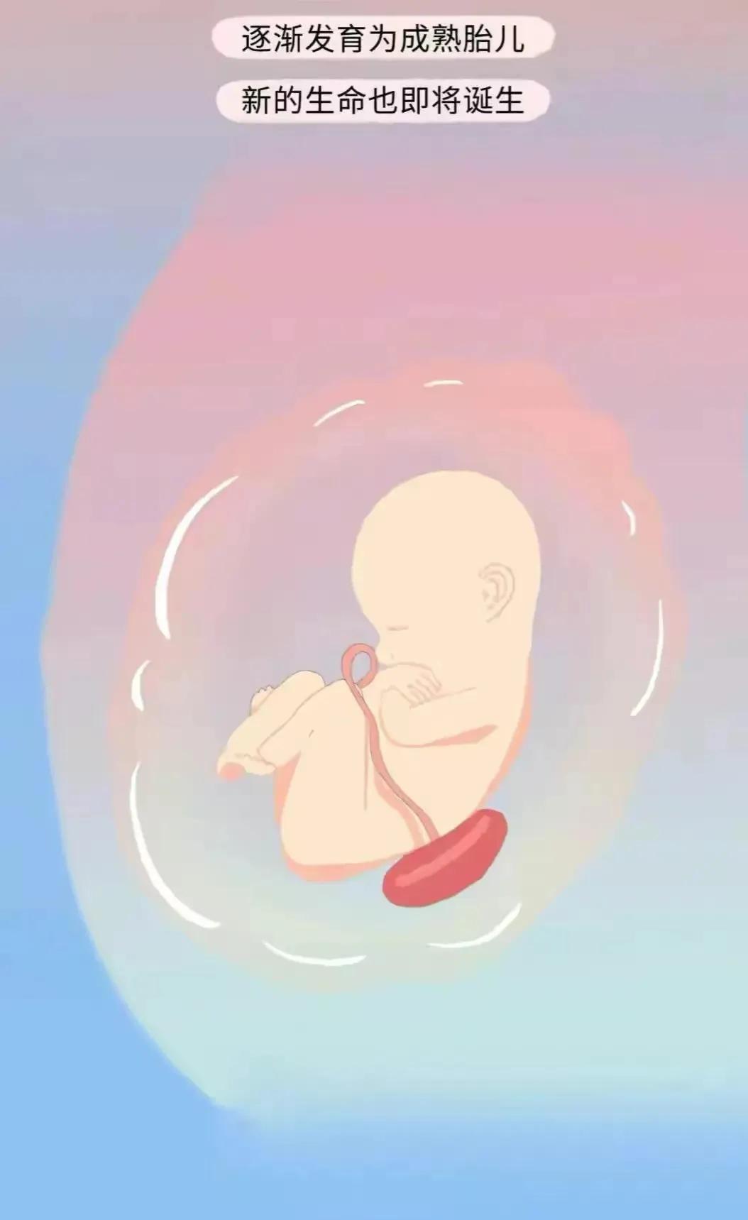 如何怀孕具体步骤图片,怎样才会怀孕简单的图片