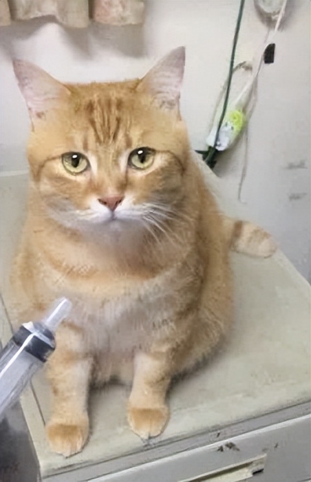 20多斤巨型橘猫,20斤的流浪橘猫