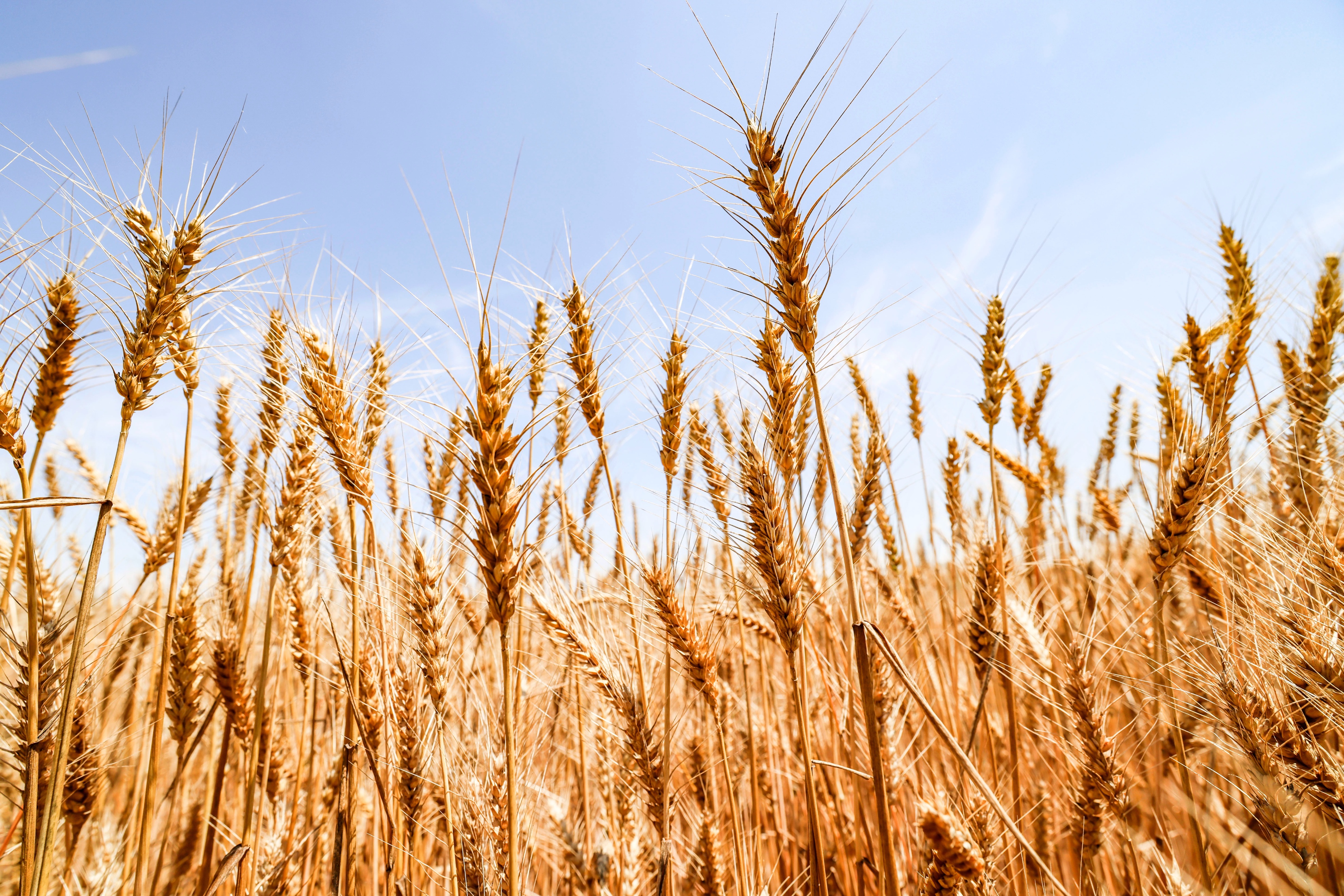 小麦丰收的画卷在错水河畔铺展，徐村麦浪滚滚，“丰”景如画