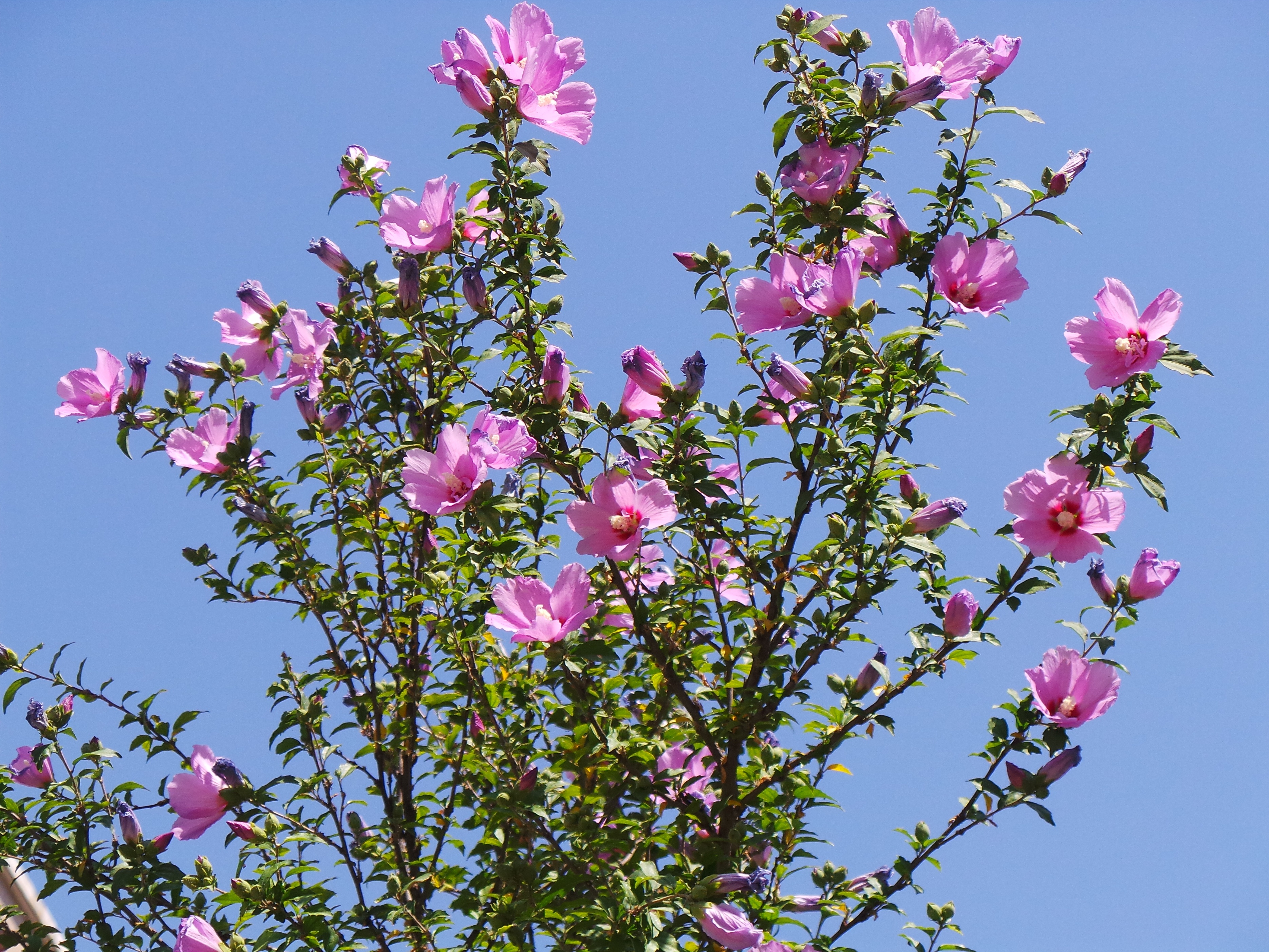 保定五中2：欲上课先清泥渍，溜校园初识五中