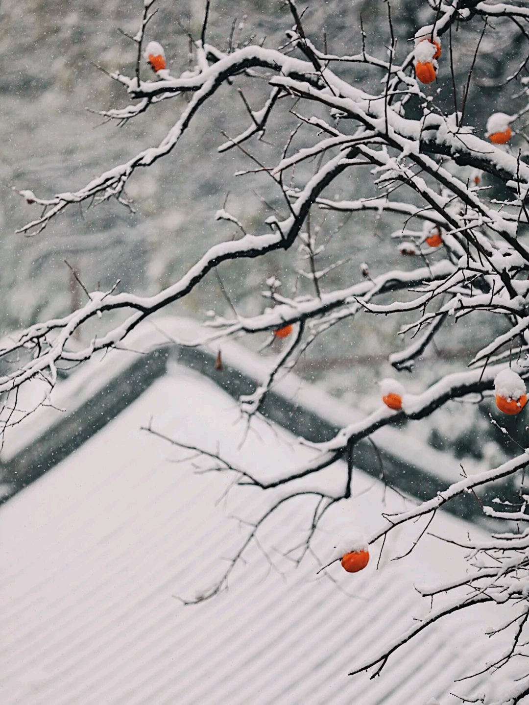 罗莱夏朵香缇,罗莱夏朵探店