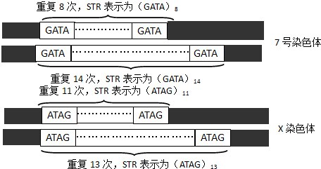 怀疑“喜当爹”该怎么办？—亲权鉴定简述