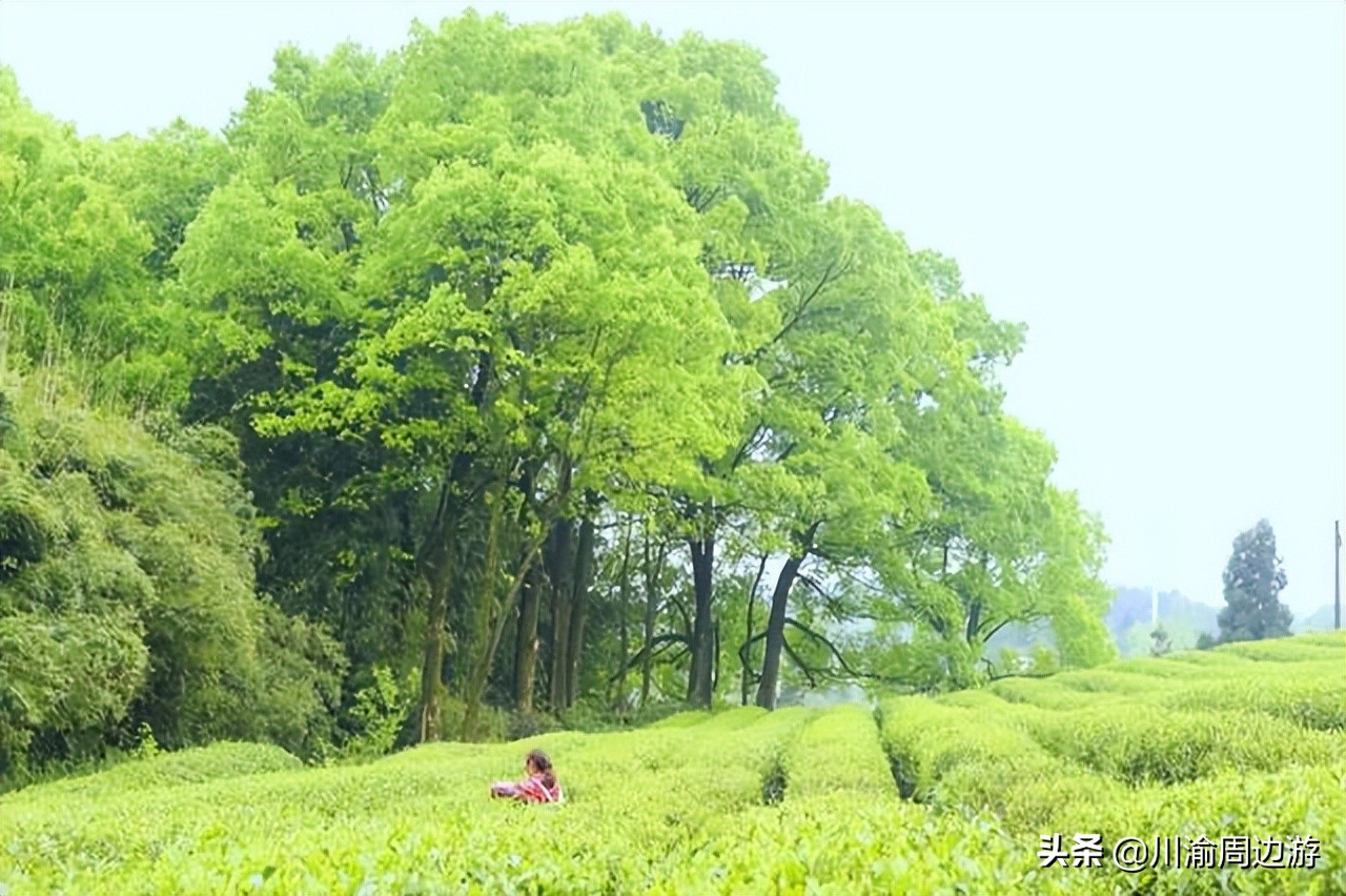 重庆景美人少免门票的好去处,茶园美人美景