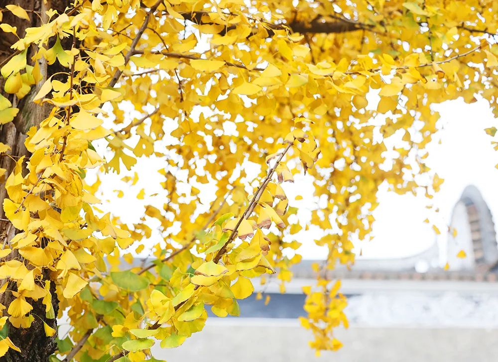 坐上地铁,邂逅专属顺德的冬日浪漫!