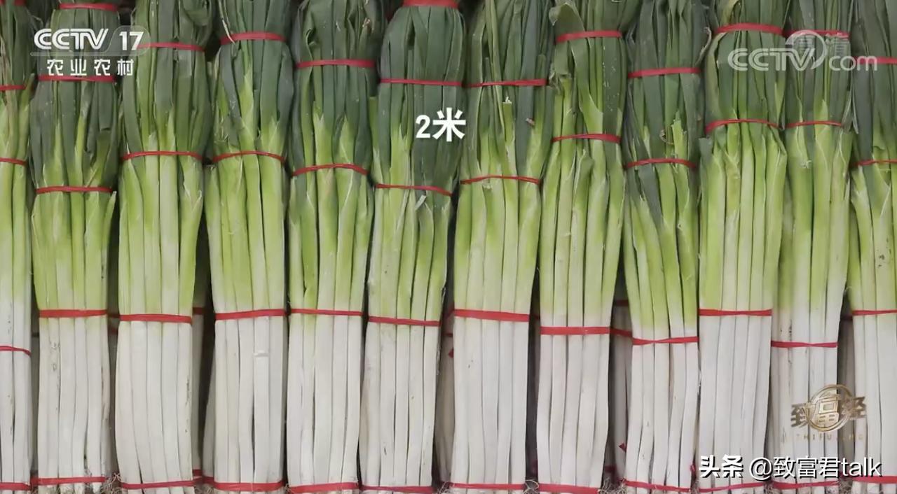 他种的大葱，比姚明高一头