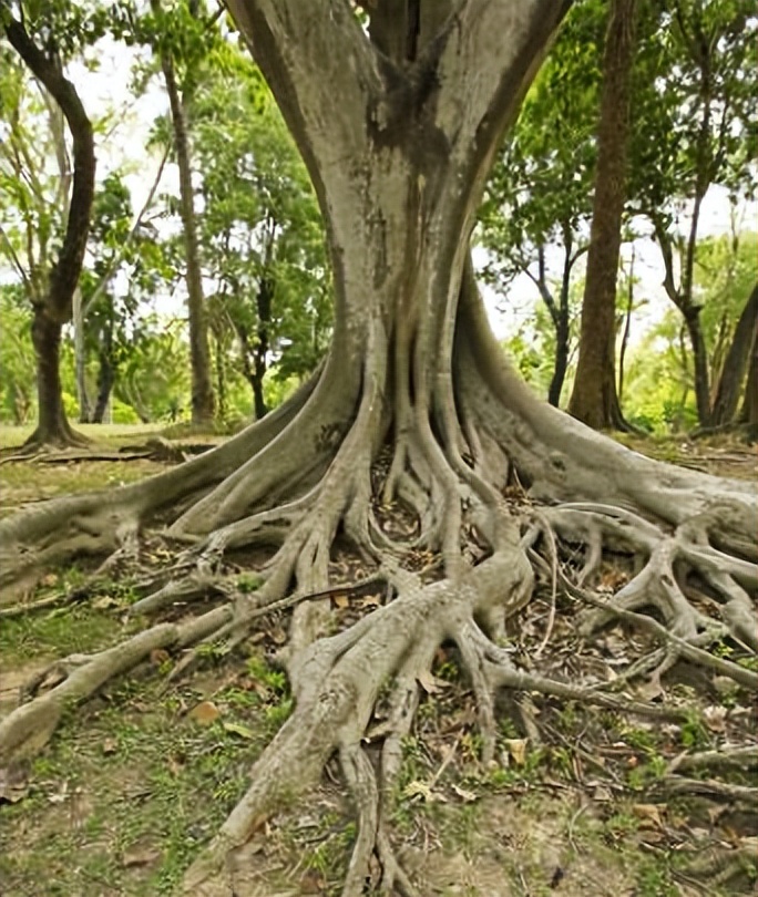 榕树的生长条件,榕树的养殖方法和注意事项详解