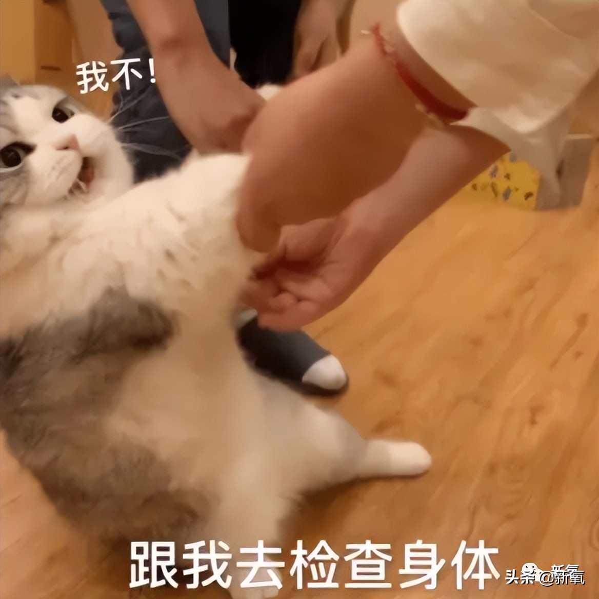 福原爱离婚后孩子跟谁,深度解析福原爱婚变