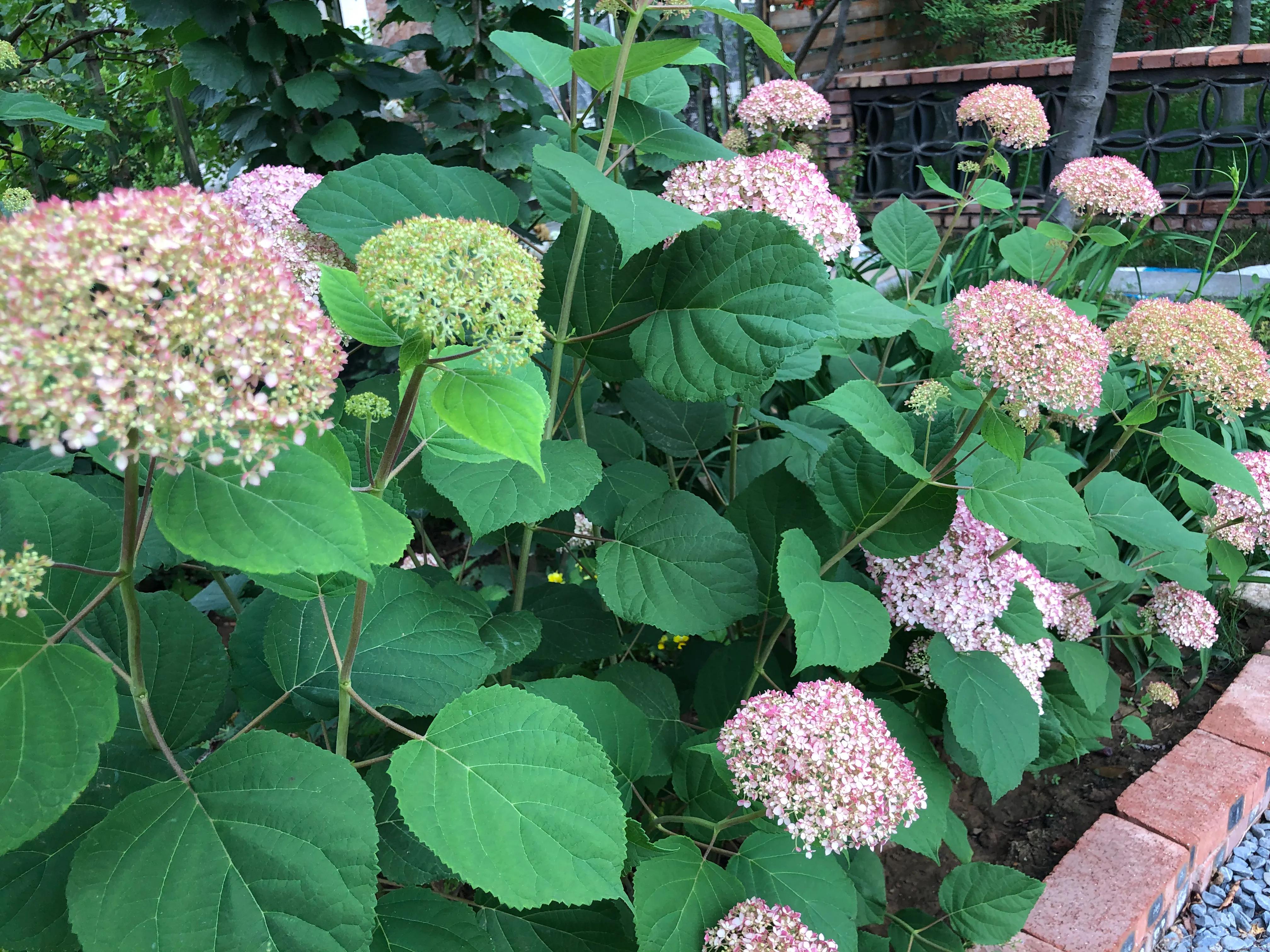 我在花园里种下种子,我在花园里种一棵小树