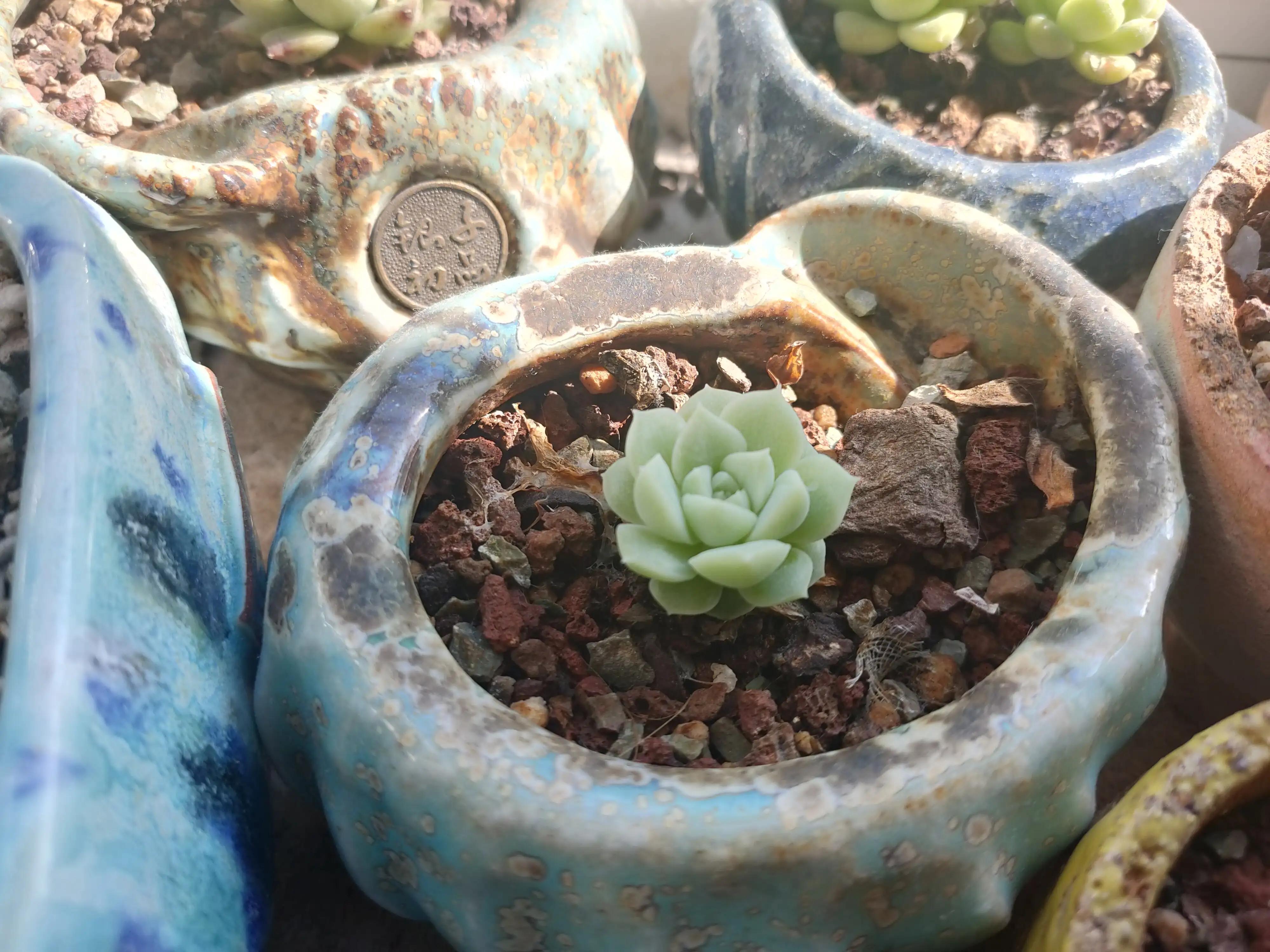 雪樱多肉韩国进口,韩国芦荟多肉品种