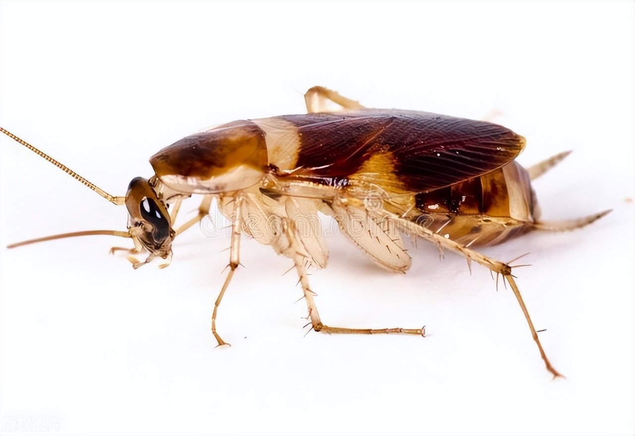 自制蟑螂克星轻松消灭家里蟑螂,出现一只蟑螂代表家里很多蟑螂