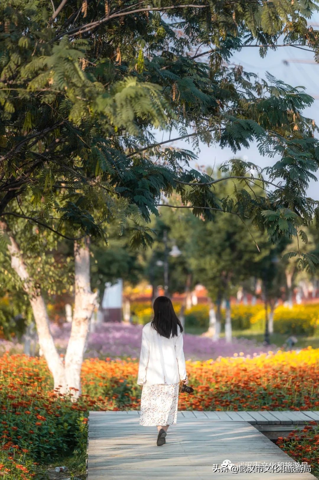 汉口江滩即将迎来百亩花田花海,汉口江滩紫色花海